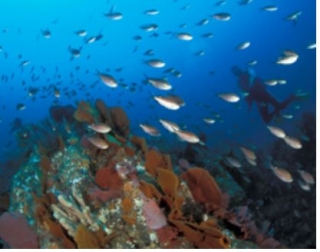 Profundidades del mar